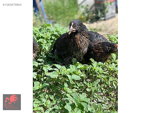 Pets & Livestock / Poultry & Fowl / Chickens