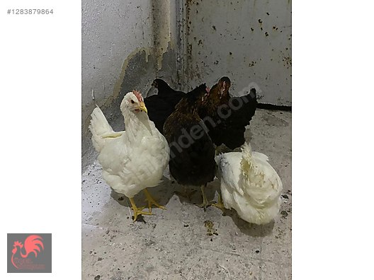 Pets & Livestock / Poultry & Fowl / Chickens
