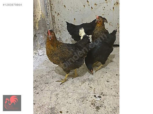 Pets & Livestock / Poultry & Fowl / Chickens