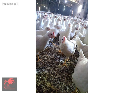 Pets & Livestock / Poultry & Fowl / Chickens