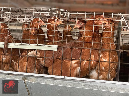 Pets & Livestock / Poultry & Fowl / Chickens