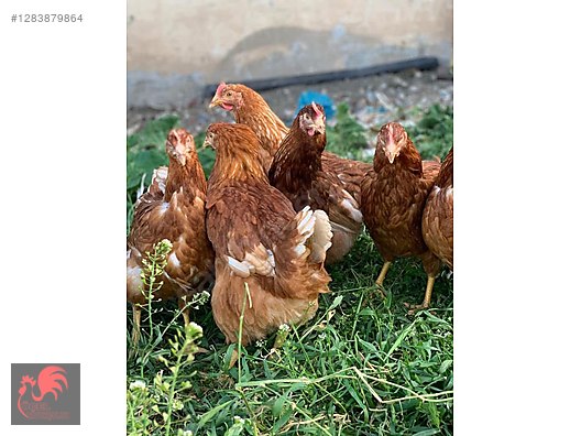 Pets & Livestock / Poultry & Fowl / Chickens