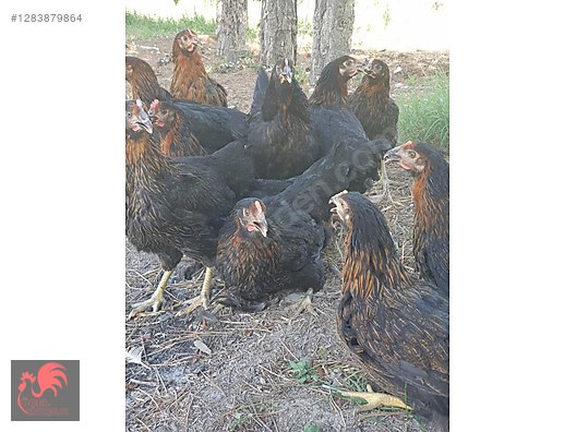 Pets & Livestock / Poultry & Fowl / Chickens