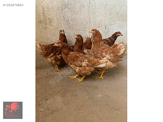 Pets & Livestock / Poultry & Fowl / Chickens