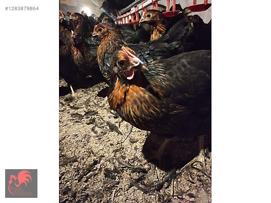 Pets & Livestock / Poultry & Fowl / Chickens