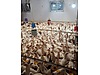 Pets & Livestock / Poultry & Fowl / Chickens