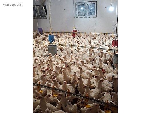 Pets & Livestock / Poultry & Fowl / Chickens