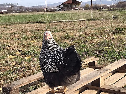 tavuk 8 aylik silver laced wyandotte tavuklar sahibinden comda 980881122