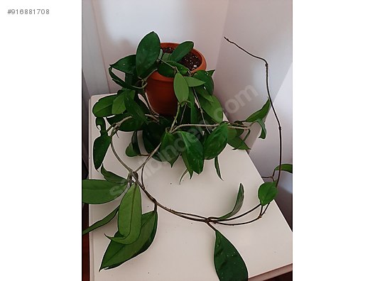 mum cicegi hoya 2 inci gorseldeki zeytinburnu istanbul bahce malzemeleri sahibinden com da 916881708