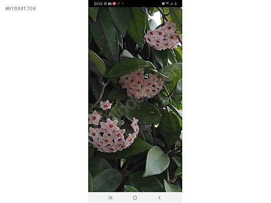 mum cicegi hoya 2 inci gorseldeki zeytinburnu istanbul bahce malzemeleri sahibinden com da 916881708