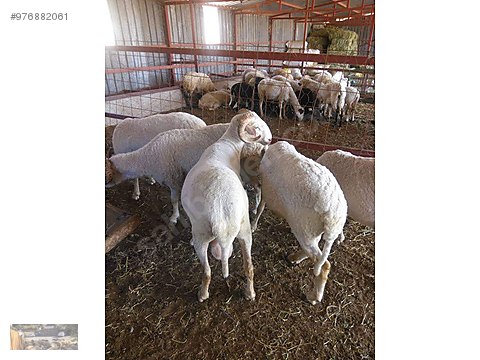 koc 700tl adak kurban vekaletle kesim dagitim teslim bagis sahibinden comda 976882061