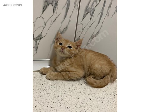 Kedi Sarman Ankara Eryaman Ucretsiz Yavru Kedi Sahiplendirme Sahibinden Comda 963882293