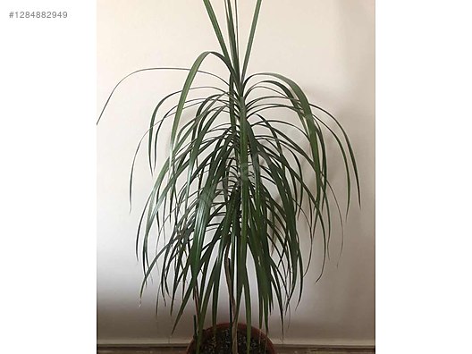 monstera lochpflanze Monstera Kunstpflanze 45 cm – tropische Eleganz jetzt entdecken main image 0