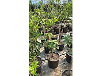 Saksıda turunç giller