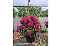 Begonvil çiçekleri