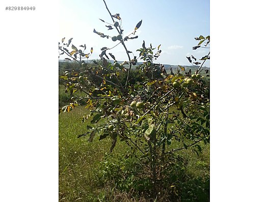 Kandira Koca Kaymaz Araman 2130 M2 Ceviz Bahcesi Arac Takas Olur Satilik Arsa Ilanlari Sahibinden Com Da 829884949