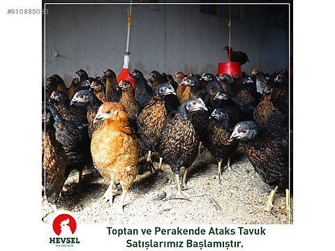 tavuk ataks tavuk kapi teslimat sahibinden comda 910885033 tavuk ataks tavuk kapi teslimat sahibinden comda 910885033