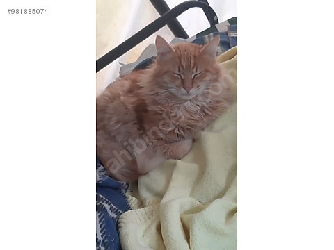 kedi melez takip sartli sahibinden comda 981885074 kedi melez takip sartli sahibinden comda 981885074