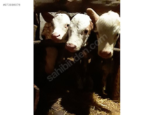 hastaliktan ari gebe duve ve inek turkiye nin ucretsiz ilan sitesi sahibinden com da 973886076 hastaliktan ari gebe duve ve inek turkiye nin ucretsiz ilan sitesi sahibinden com da 973886076