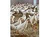 Pets & Livestock / Poultry & Fowl / Chickens