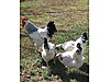 Pets & Livestock / Poultry & Fowl / Chickens