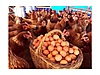 Pets & Livestock / Poultry & Fowl / Chickens