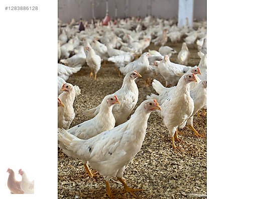 Pets & Livestock / Poultry & Fowl / Chickens