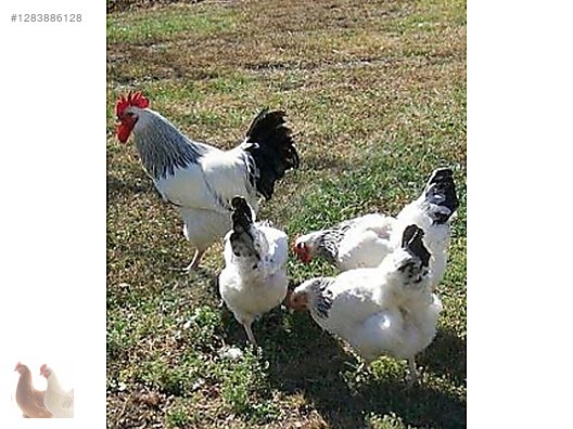 Pets & Livestock / Poultry & Fowl / Chickens
