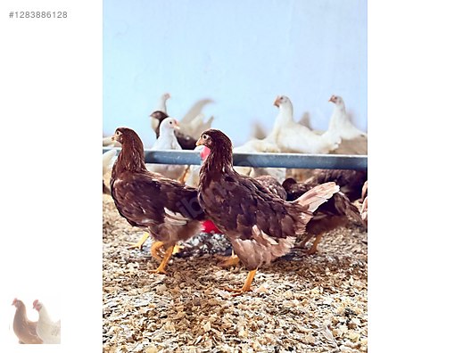 Pets & Livestock / Poultry & Fowl / Chickens