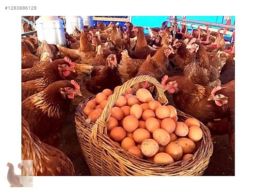 Pets & Livestock / Poultry & Fowl / Chickens