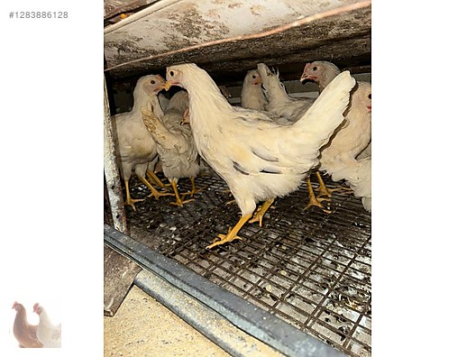 Pets & Livestock / Poultry & Fowl / Chickens