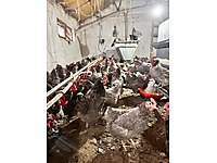 ÜRETİCİDEN AŞILI ATAKS LOHMAN TİNTED ADRESE TESLİM KAPIDA ÖDEME #1283886208