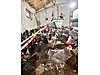 Pets & Livestock / Poultry & Fowl / Chickens