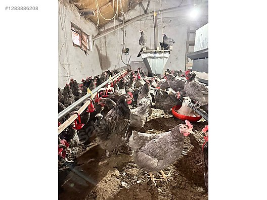 Pets & Livestock / Poultry & Fowl / Chickens