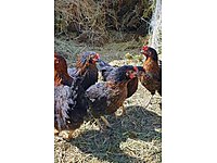 KLAVUZA YAKIN LOHMAN ATAX TİNDET AŞILI TAVUKLAR #1283886223