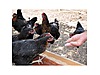 Pets & Livestock / Poultry & Fowl / Chickens