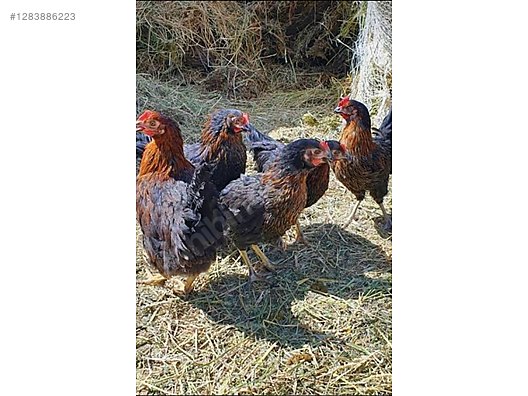 Pets & Livestock / Poultry & Fowl / Chickens