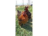 SAHİBİNDEN SALMA TAVUKLAR İSTEYİN ADRESE TESLİM KAPIDA ÖDEMELİ #1283886400