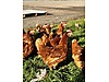 Pets & Livestock / Poultry & Fowl / Chickens