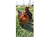 Pets & Livestock / Poultry & Fowl / Chickens