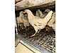 Pets & Livestock / Poultry & Fowl / Chickens
