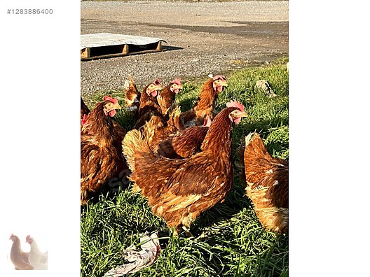 Pets & Livestock / Poultry & Fowl / Chickens