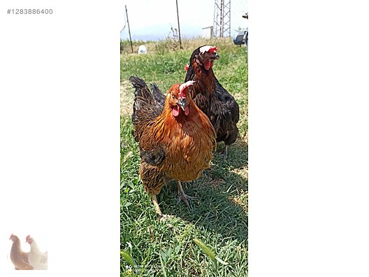 Pets & Livestock / Poultry & Fowl / Chickens