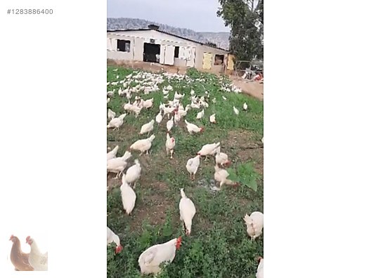 Pets & Livestock / Poultry & Fowl / Chickens