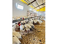 ÜRETİCİDEN AŞILI ATAKS LOHMAN TİNTED ADRESE TESLİM KAPIDA ÖDEME #1283886401