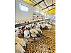 Pets & Livestock / Poultry & Fowl / Chickens