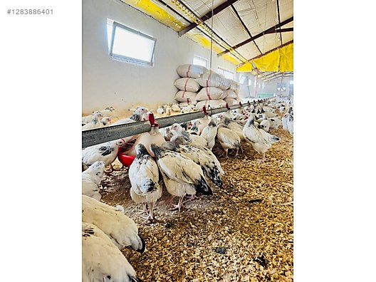 Pets & Livestock / Poultry & Fowl / Chickens