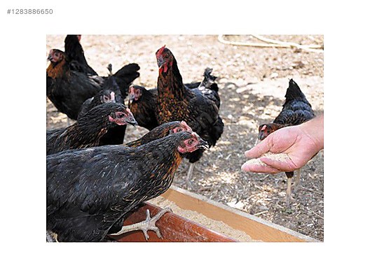 Pets & Livestock / Poultry & Fowl / Chickens