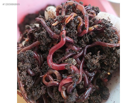 Hayvanlar Alemi / Böcekler / Diğer Türler