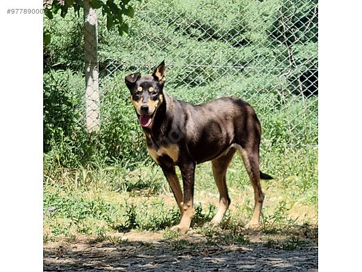 mia melanoporn
